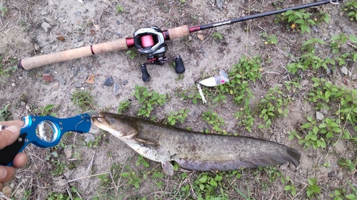 ナマズの釣果