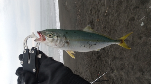 ワカシの釣果