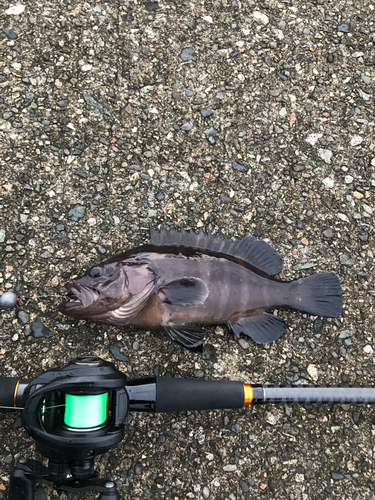 マハタの釣果