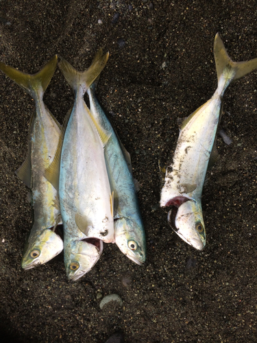 ワカシの釣果