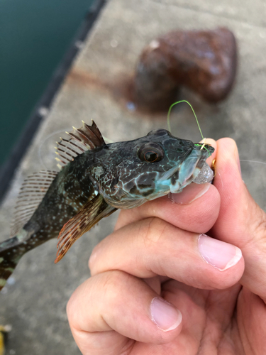 アナハゼの釣果