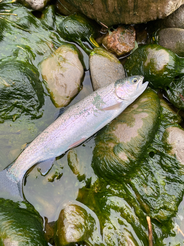 ニジマスの釣果