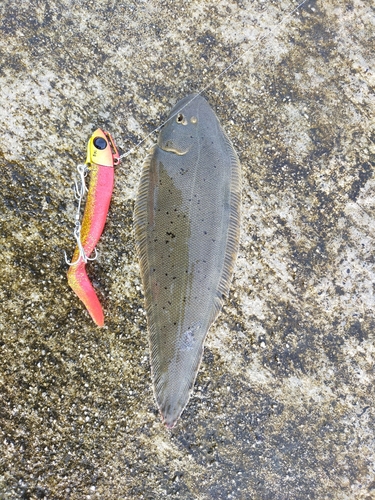 ウシノシタの釣果