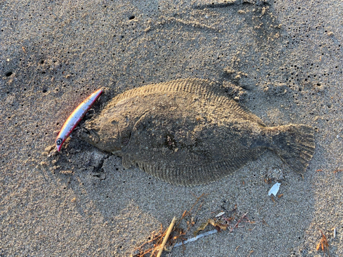 ヒラメの釣果