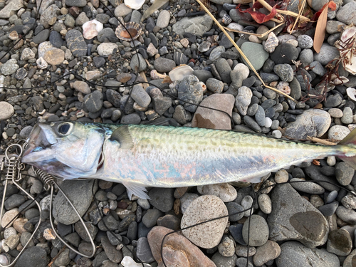 サバの釣果