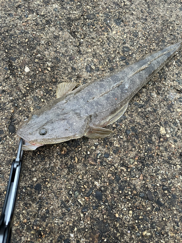 マゴチの釣果