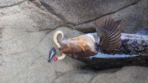 アイナメの釣果