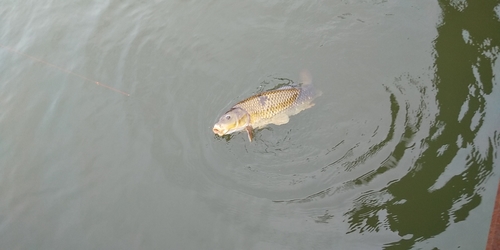 コイの釣果