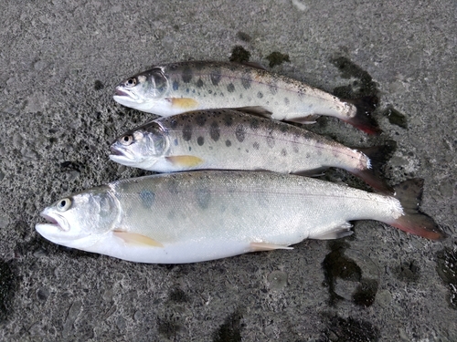 ヤマメの釣果