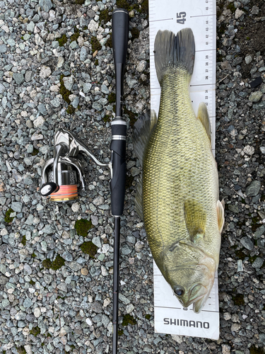 ブラックバスの釣果