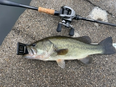 ラージマウスバスの釣果