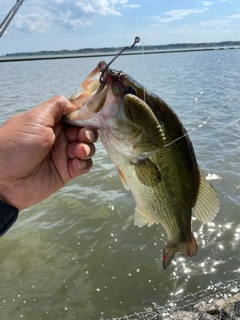 ラージマウスバスの釣果