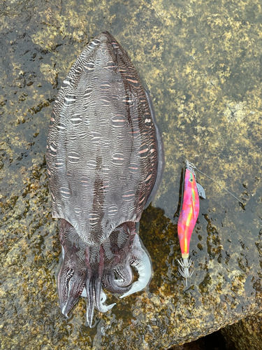 コウイカの釣果