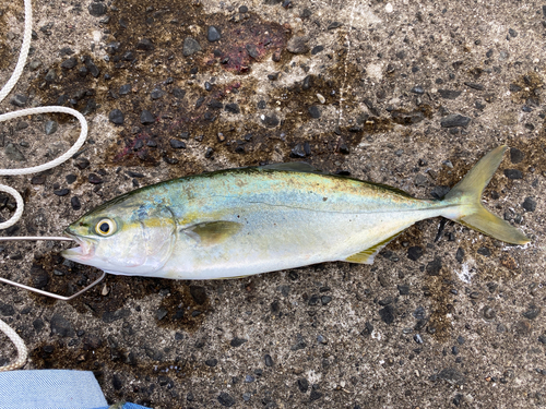 ワカシの釣果