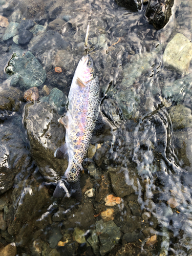 ニジマスの釣果