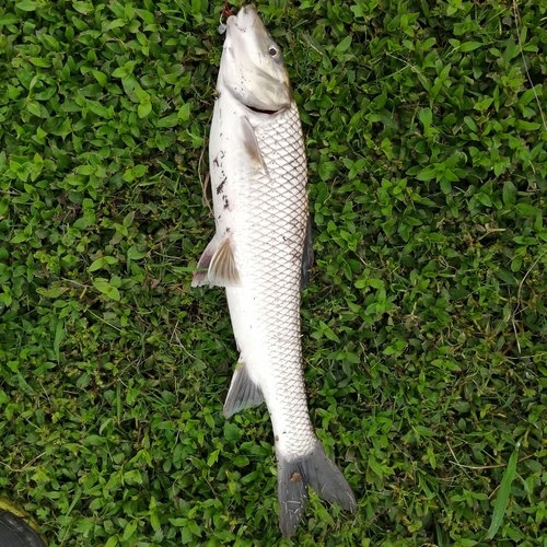 ニゴイの釣果