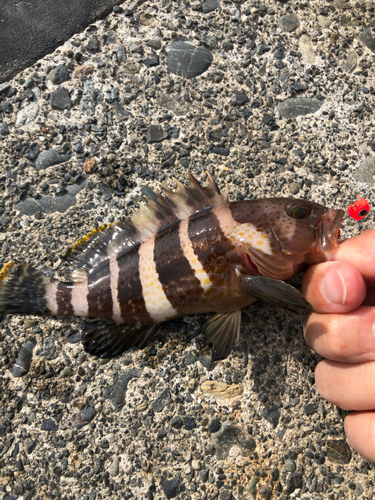 アオハタの釣果