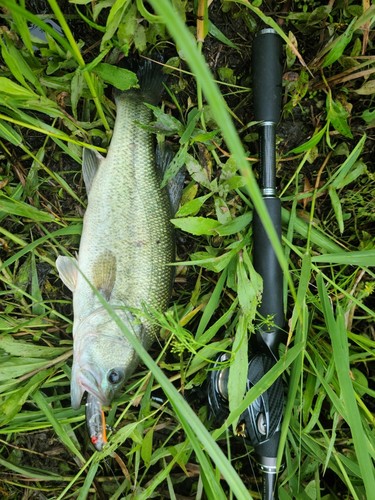 ブラックバスの釣果