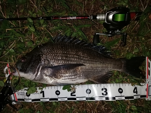 クロダイの釣果