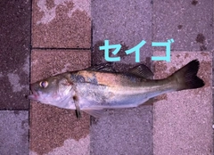 セイゴ（マルスズキ）の釣果