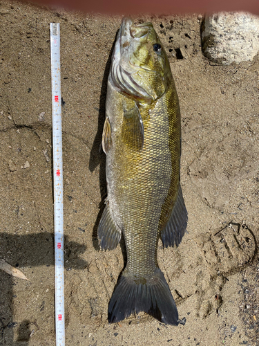 スモールマウスバスの釣果