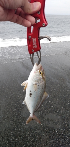 ショゴの釣果