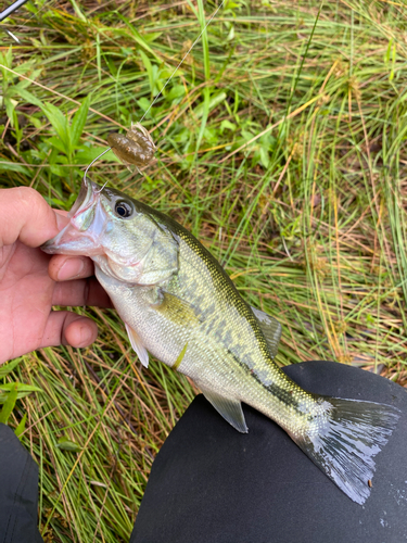 ラージマウスバスの釣果