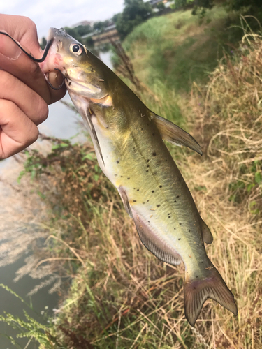 アメリカナマズの釣果