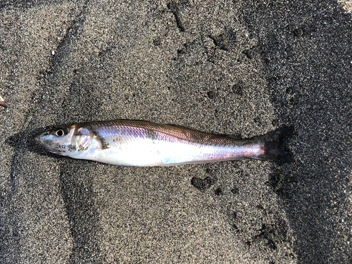 シロギスの釣果