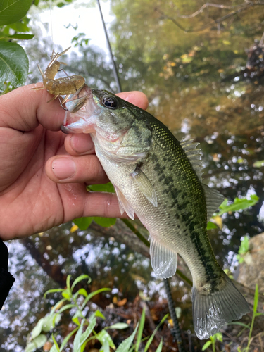 ラージマウスバスの釣果