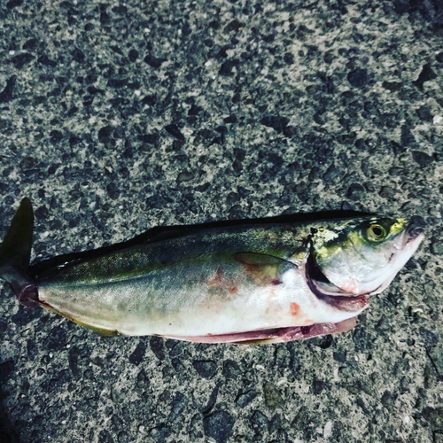 ツバスの釣果