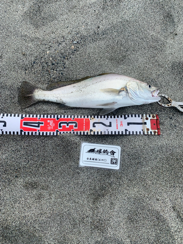 ニベの釣果