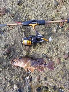 アラカブの釣果