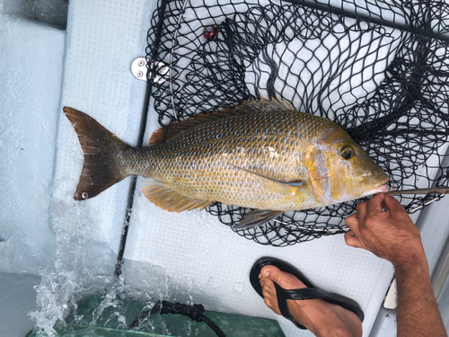 ハマフエフキの釣果