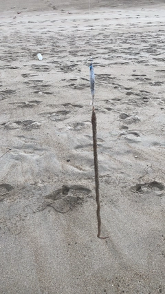 ダイナンウミヘビの釣果