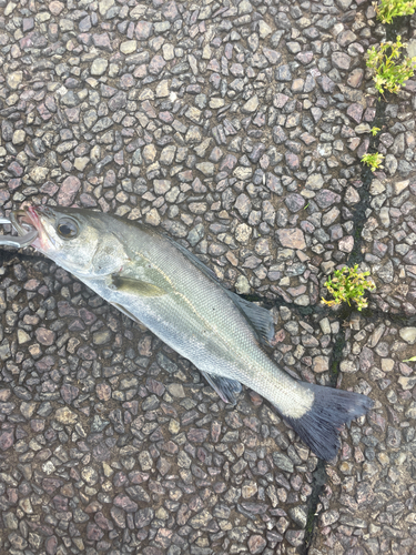 ハネ（マルスズキ）の釣果