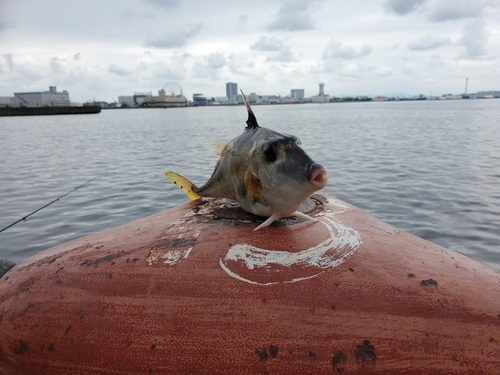 ギマの釣果