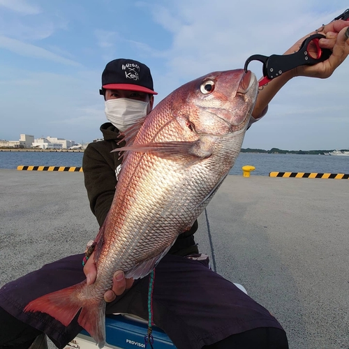 マダイの釣果