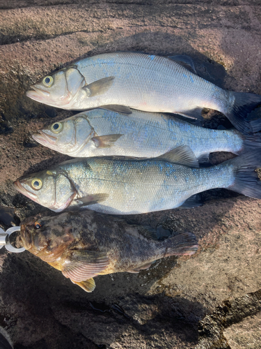 フッコ（ヒラスズキ）の釣果