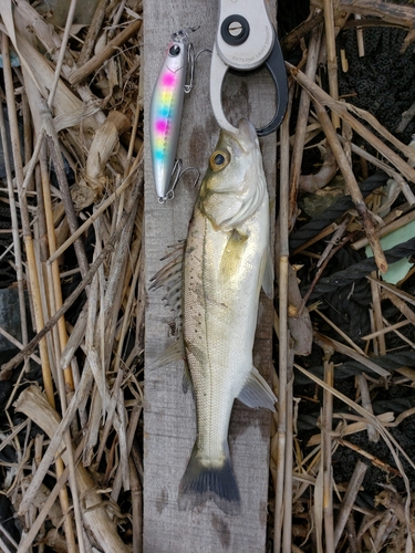 スズキの釣果