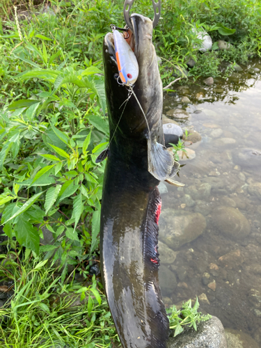 ナマズの釣果