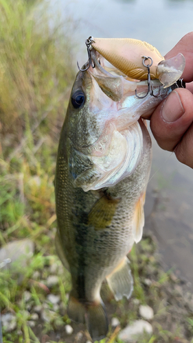 ラージマウスバスの釣果