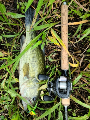 ブラックバスの釣果