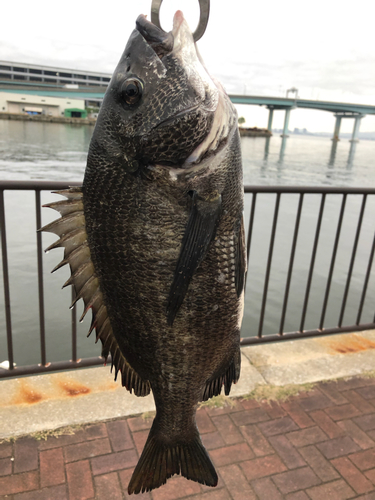 チヌの釣果