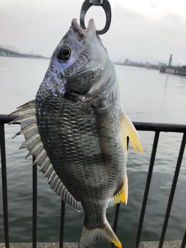 キビレの釣果