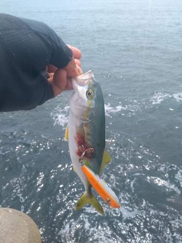 ワカシの釣果