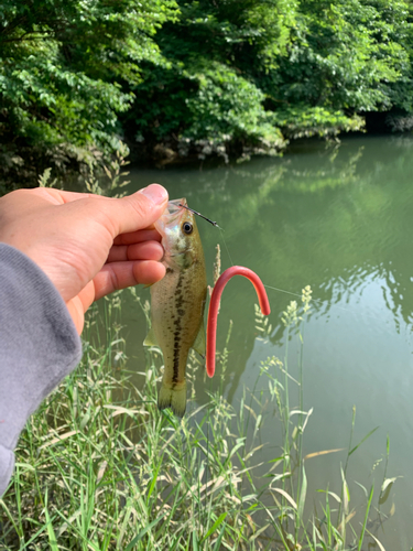 ラージマウスバスの釣果