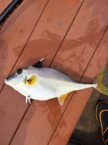 ギマの釣果