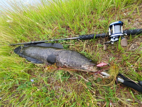 ライギョの釣果