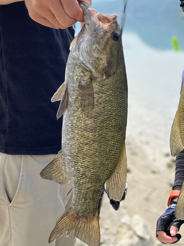 スモールマウスバスの釣果